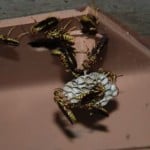 Wasp Energy